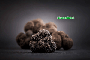 Truffes d’hiver Tuber melanosporum entières