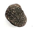 Truffes Tuber Melanosporum noires fraîches en morceaux